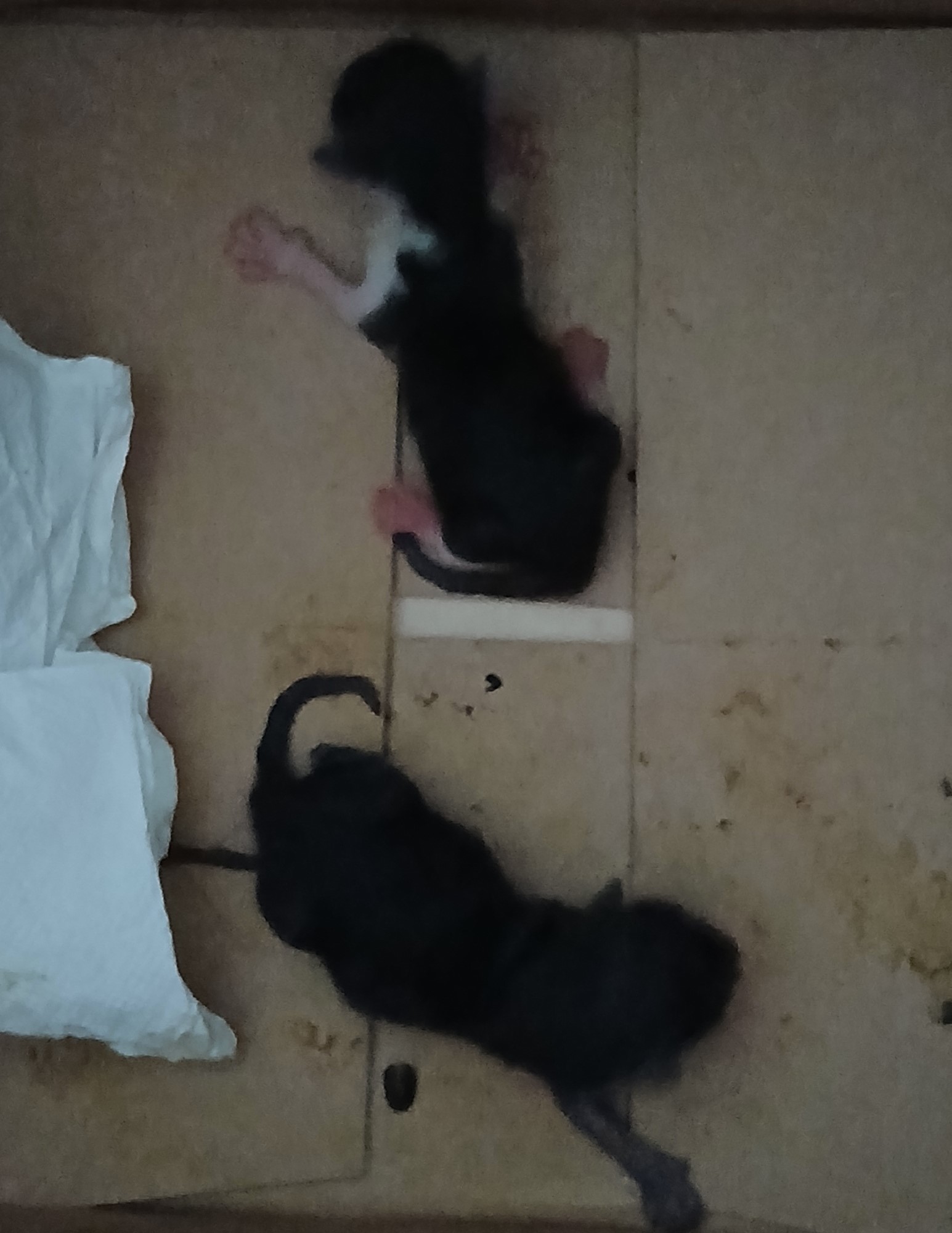 종료(자연사) 한국…